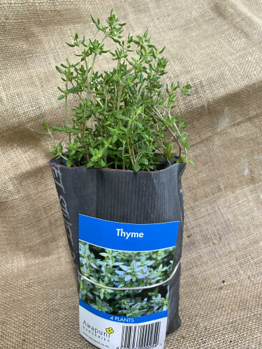 Thyme